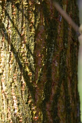 Planera aquatica - planera bažinná, vodní jilm - kůra